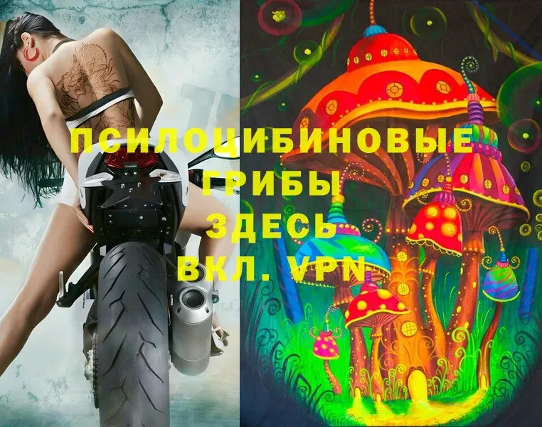 Галлюциногенные грибы Cubensis  Новомосковск 